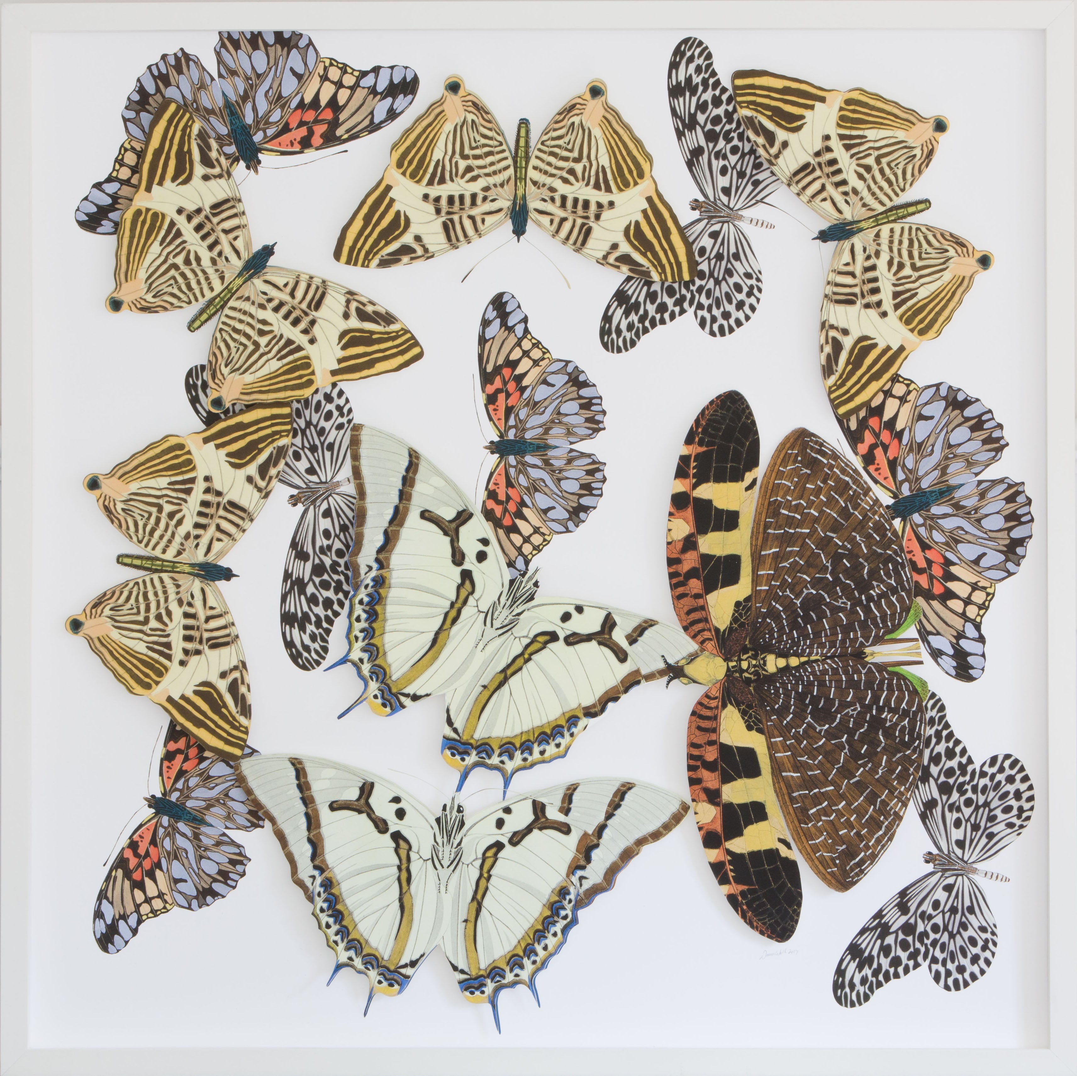 Large Butterfly and Moth Collage